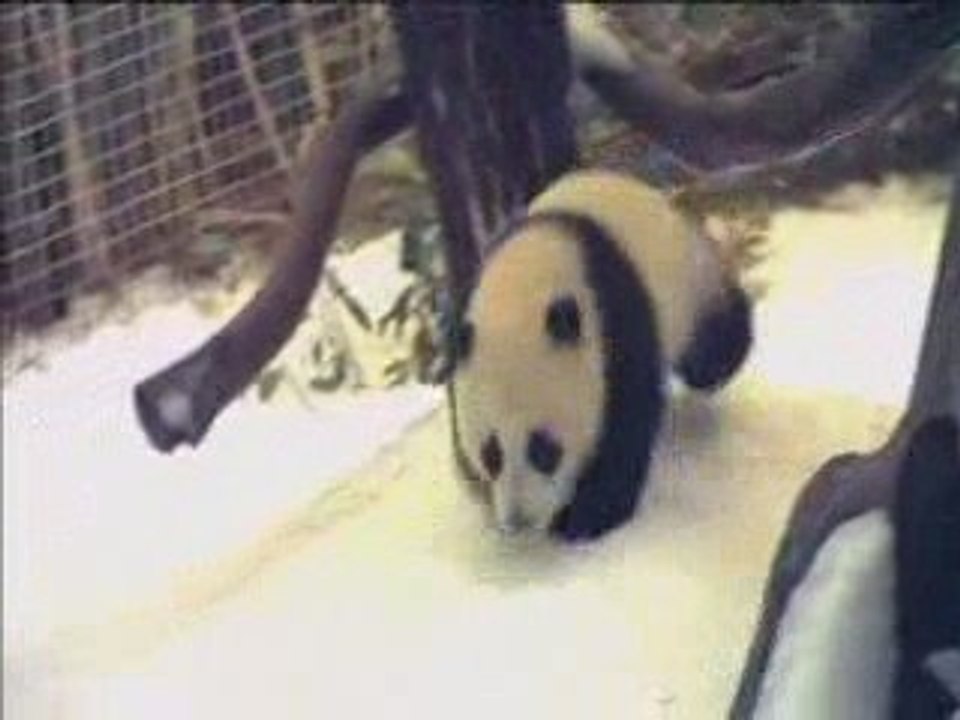 PANDA TALES _ PBS