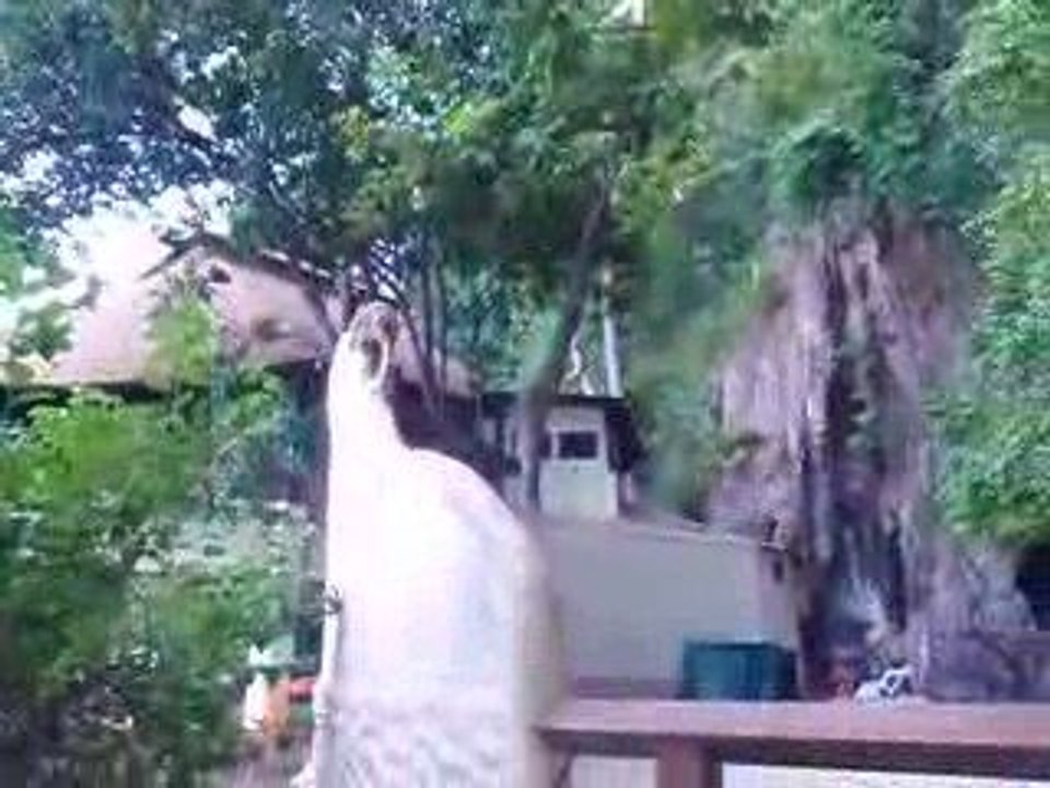 Descente des singes Krabi thailande