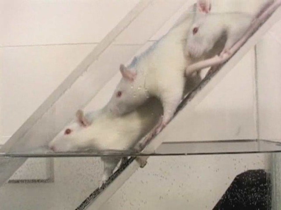 Les rats plongeurs – expériences de différentiation sociale