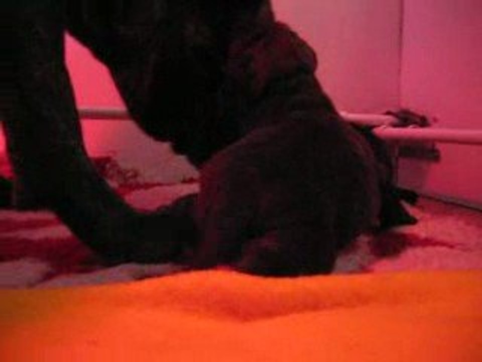 Chiots Cookie & Tronc