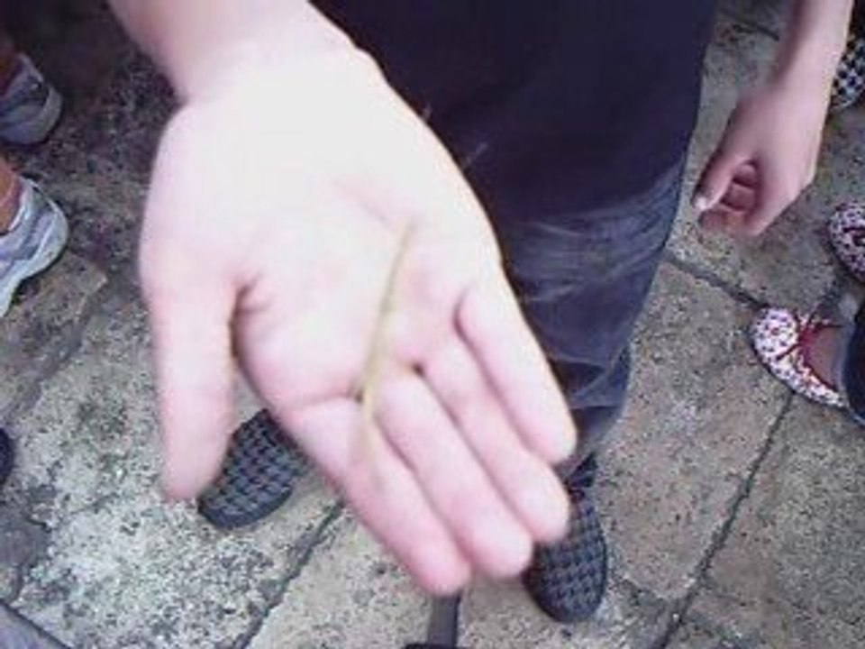 PERL_Ecole-Rimbaud-BPAM_Petit-insecte-deviendra-grand