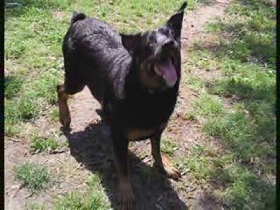 Nikita ROTTWEILER de 3 ans