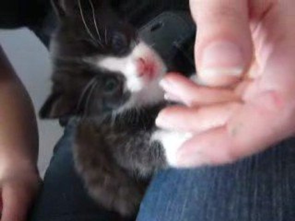 chaton femelle noire et blanche