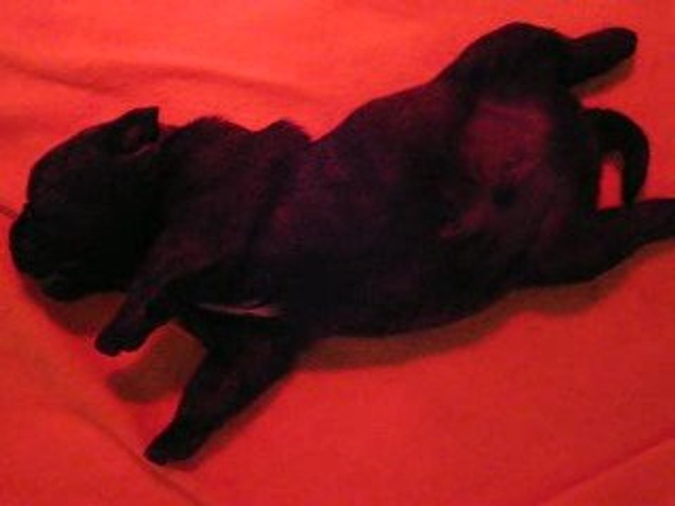chiots Cookie & Tronc