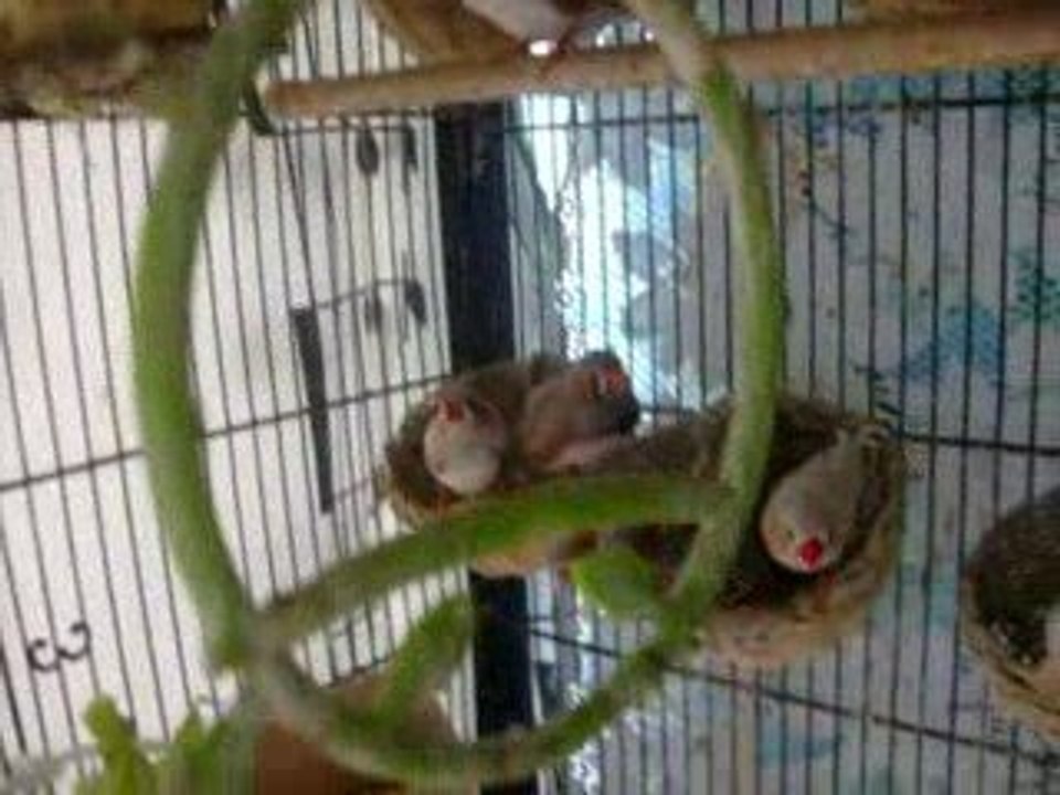 Piou Piou (mandarins)