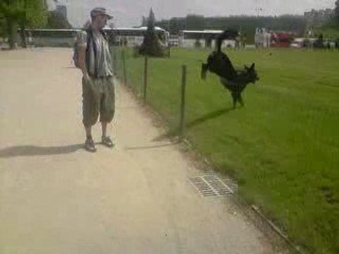 beauceron saut champs de mars