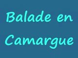 Balade en camargue