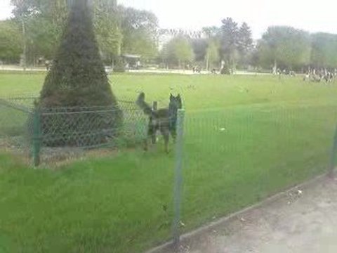 saut beauceron champs de mars 3