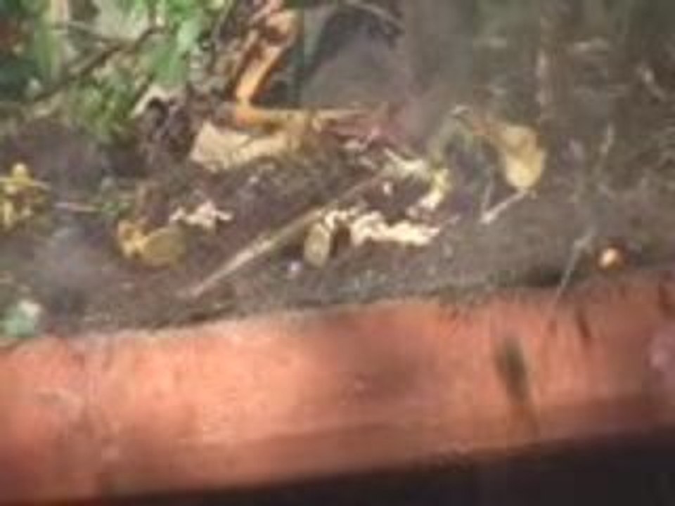 Pauvres petits soldats