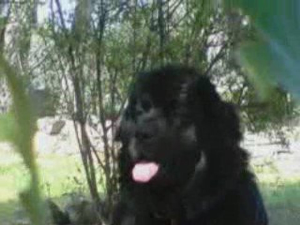 DEVAK le TERRE NEUVE AJAC-CHIEN