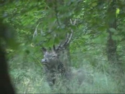 CERF EN PERIODE DE BRAME EN FORET DE MORMAL