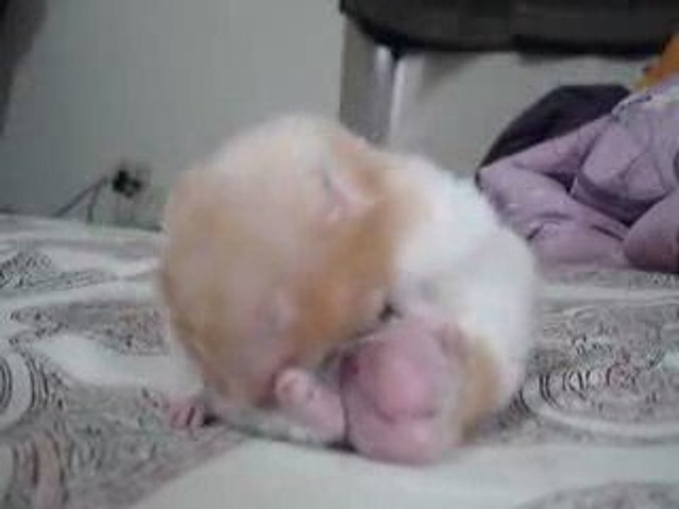 hamster qui s'endort sur ses ...