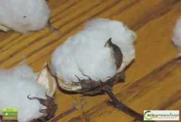 Eco-friendly All-Natural Bags