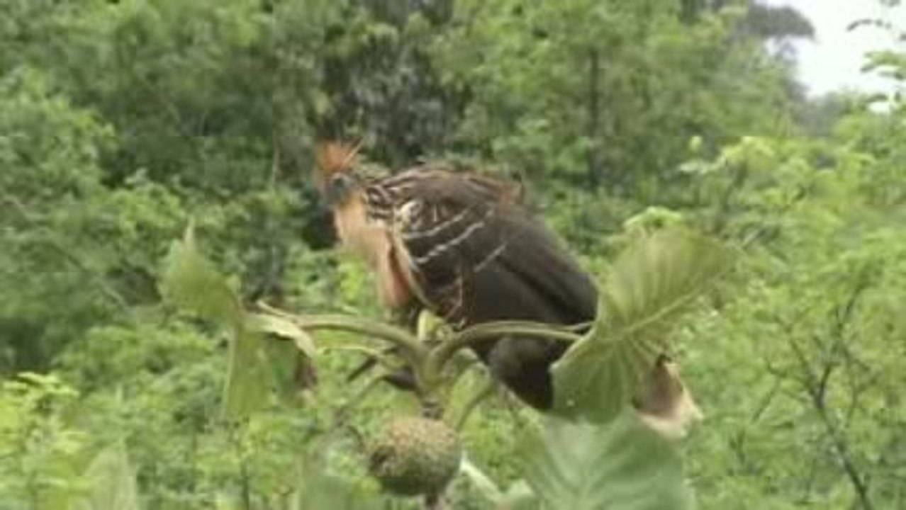 le Hoazin, un ruminant à plume