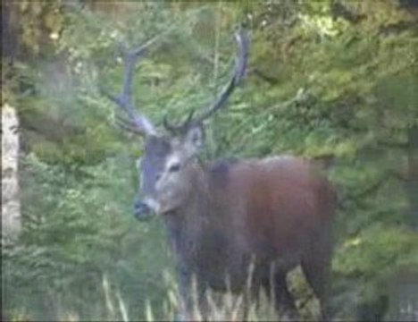CERF DEER FORET DE WALLONIE BELGIQUE