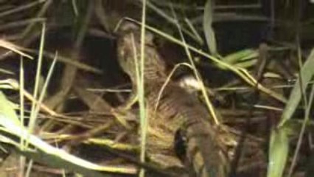 le caiman à lunette