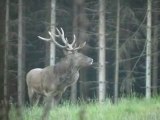 BRAME DU CERF INSOLITE EN REACTION A UN AVION DE CHASSE