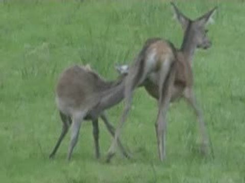 ALLAITEMENT BICHE FAON FAUNE SAUVAGE FORET DE WALLONIE