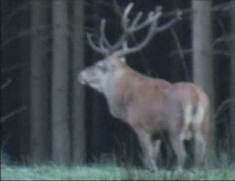 BRAME CERF FORET DE WALLONIE