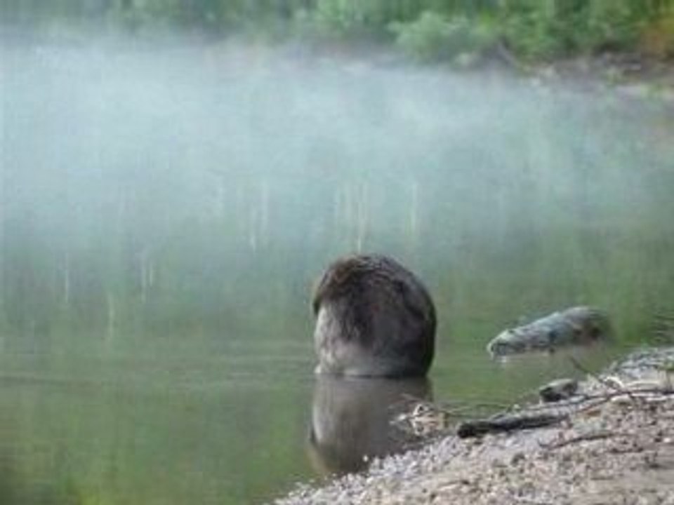 Castor qui fait sa toilette...