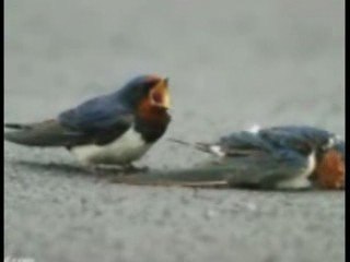 La Ley del más Fuerte