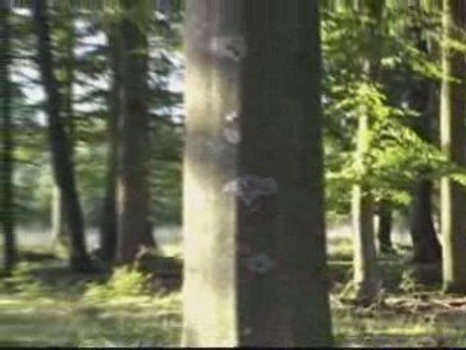 CERFS ET BICHES EN FORET DE WALLONIE EN PERIODE DE BRAME