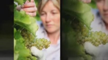 Self Contained Holiday Houses Nelson New Zealand