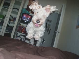 Jean Louis Murat -Tomber sous le charme