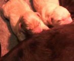 Portée Chiots Labradors à 2 jours