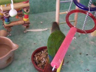 003 wendi 07 avril 2009