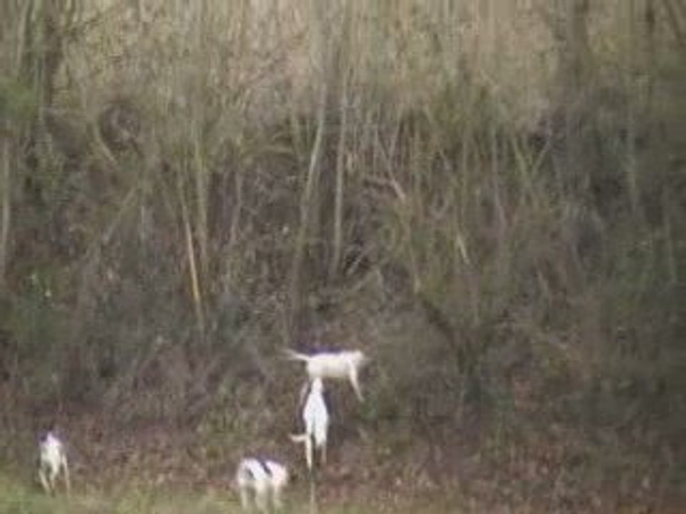 Extrait du brevet de chasse sur lièvre de Lauzerte