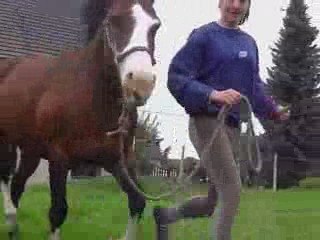 Montage Jinga Guigui