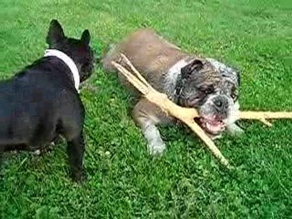 Dora et le bouledogue anglais