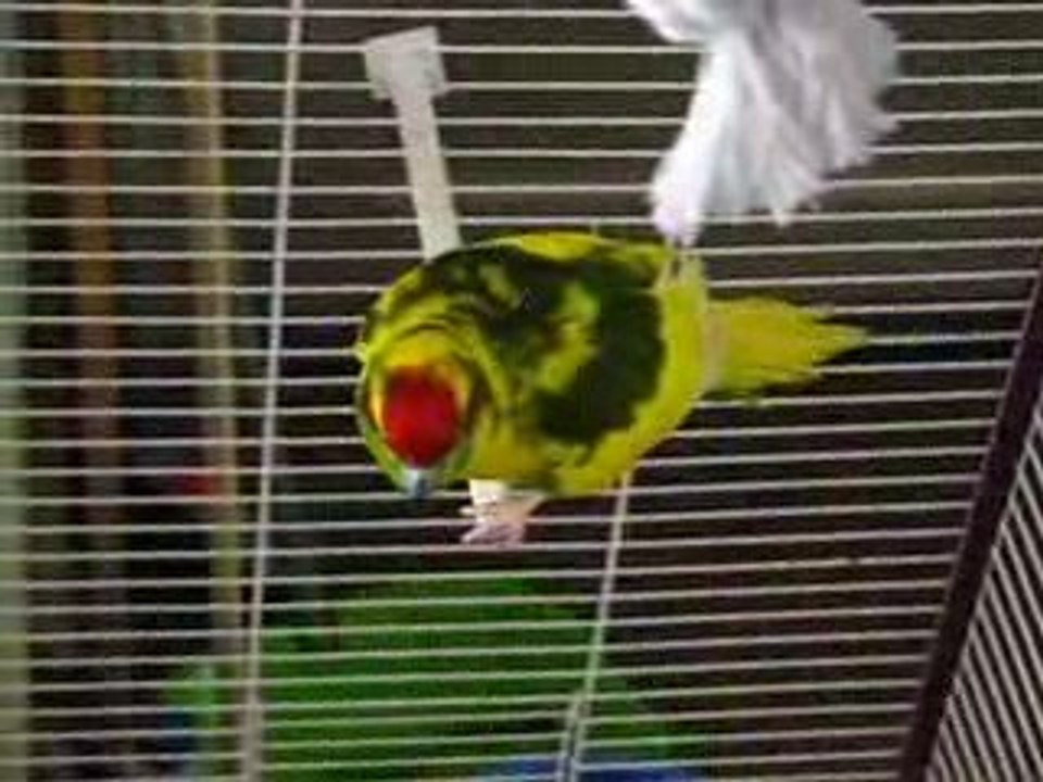 Chipie1