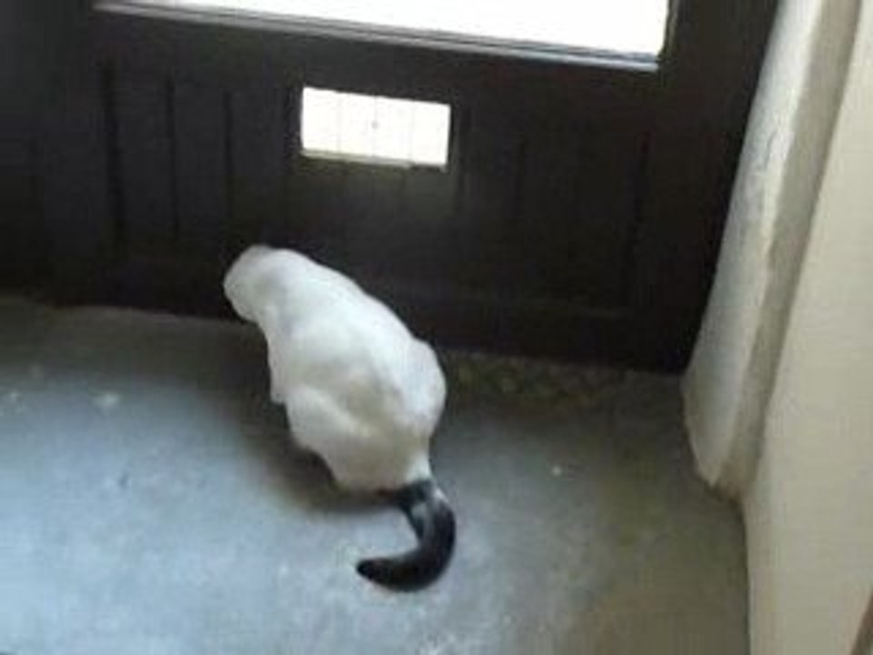 Mimo a vu une mouche