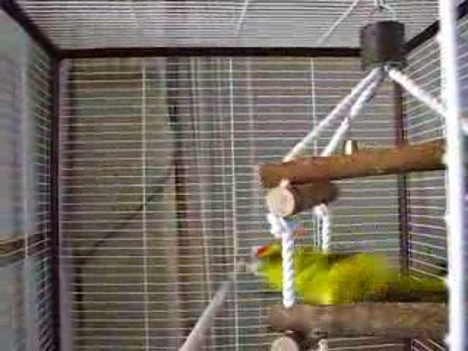 Chipie2