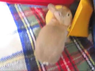 Bébés lapins 2