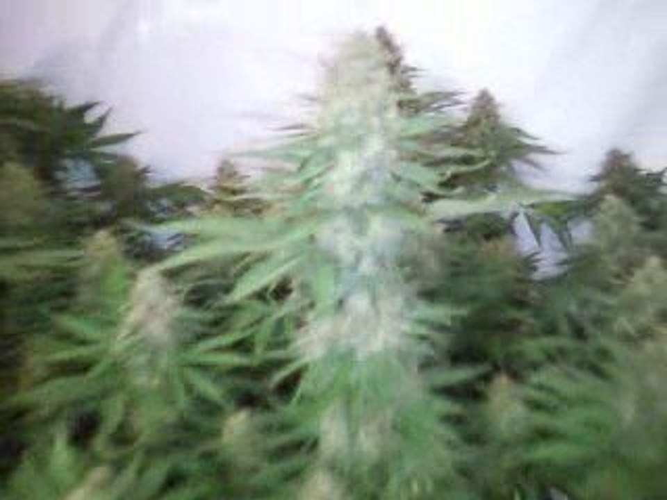 cannabis