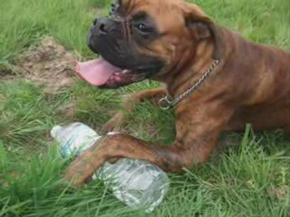 Ballade dans les champs