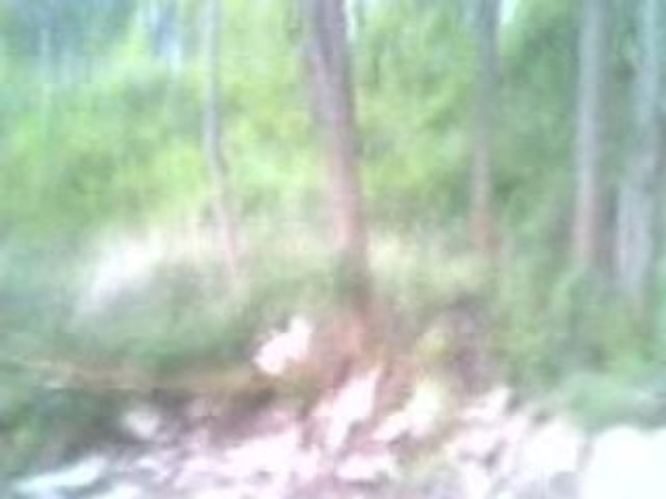 scooby sur le chemin
