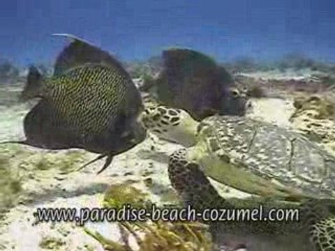 Cozumel Tours Paradise Beach snorkel