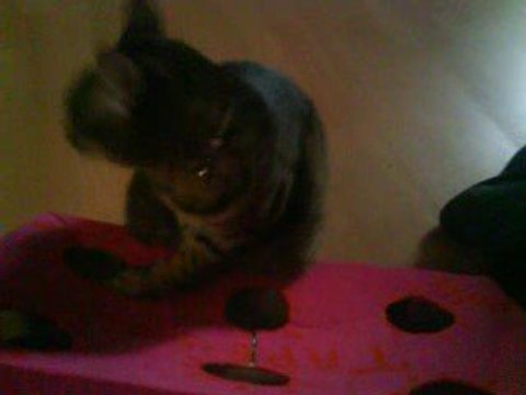 Cléo et le tape-souris