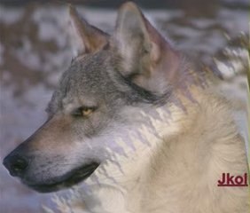 Morphing  Chien en loup (Joyeux Anniv Mathilde !)