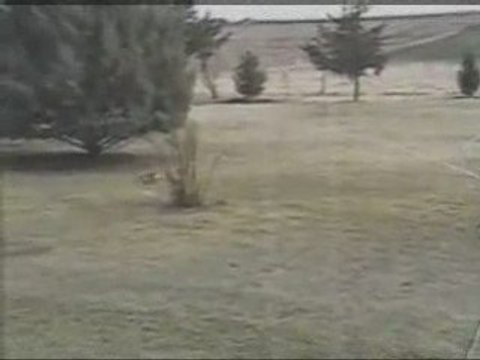 bu tavşan delirmiş komedi