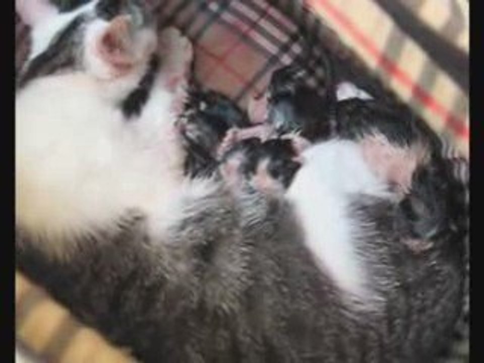 Chatons de Latina