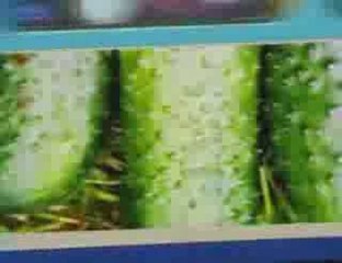 Мумий Тролль - Медведица