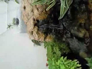 la serre aaux papillons