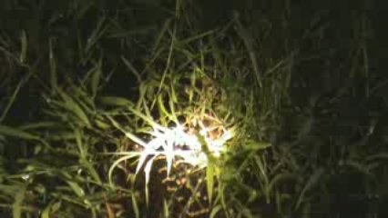 a la recherche du caiman noir 2