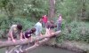4 (5) connards sur un tronc au dessus de l'eau