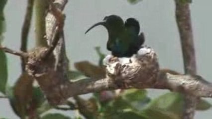 Nid de Colibris